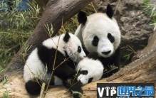 全球最难租到熊猫的国家 南非申请20年仍被拒绝