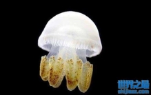 海蜇会蛰人吗？被海蜇蛰了以后怎么办？