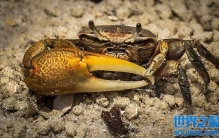 招潮蟹真的会招潮吗？招潮蟹能是如何掌握潮汐规律的？