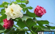 世界上颜色最多变的花，弄色木芙蓉换4种颜色