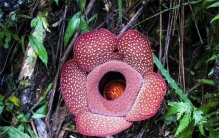 世界上最大最臭的花 大王花直径140厘米