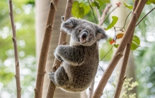 世界上睡眠最长的动物 睡觉最久（树袋熊）