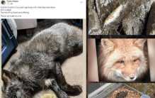 俄亥俄州大量动物死亡 这里到底怎么了？（奇异死亡）