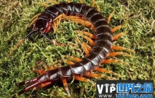 世界上最大蜈蚣：加拉帕格斯巨人蜈蚣