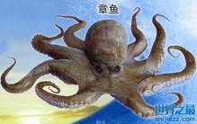 章鱼有身子吗？章鱼的身体结构是怎样的