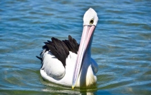 世界上什么鸟嘴最长 长达49厘米（澳洲鹈鹕）