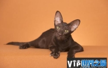 世界上耳朵最大的猫，东方短毛猫上榜单