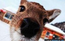 世界最傻的五大动物排行榜，国宝熊猫上榜