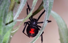 世界上蜘蛛最多的地方 危险性超高（澳大利亚）