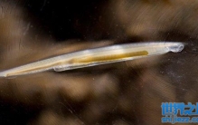 文昌鱼是什么鱼？为什么文昌鱼十分珍贵？