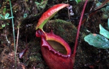 世上最大的肉食植物，马来王猪笼草可捕捉老鼠
