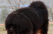 世界上最大的藏獒，巨獒比尔身价高达三千万