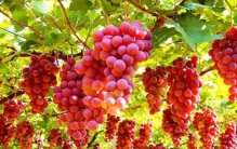 新疆十大特产排名：吐鲁番葡萄、哈密瓜居前两名