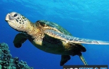 海龟辨别方向之谜