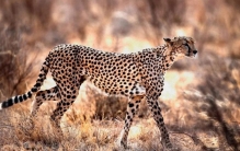 世界速度最快的哺乳动物 世界之最（猎豹）