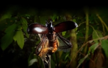 《征服天穹》：戴维·阿滕伯勒用VR重述飞行动物的演化