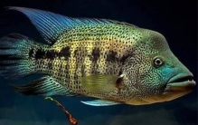 世界十大最凶猛的观赏鱼：鳄雀鳝入榜，道氏火口鱼居榜首