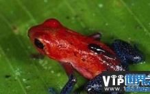 世界十大最危险的野生动物，看见了一定要躲开！