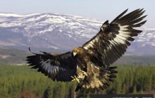 【辟谣】鹰的重生传说