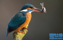 翠鸟的科普知识 翠鸟的种类,翠鸟什么样