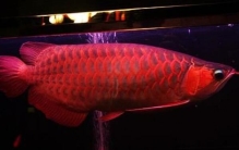 世界十大最贵的观赏鱼，血红龙价格高达上万元