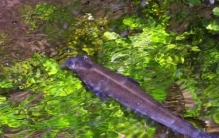 世界十大最奇葩的观赏鱼：四眼鱼居榜首，你见过吗？