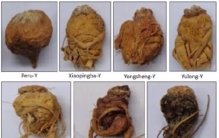 玛卡可以壮阳吗