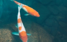 世界十大最美观赏鱼排名：小丑鱼入围，第一名是锦鲤