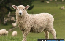 把绵羊放到水里 它身上的羊毛会不会缩水