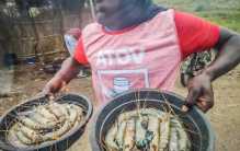 为啥非洲人宁愿饿着肚子 都不愿意吃海鲜（非洲食物）