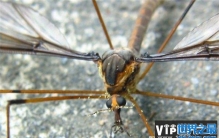 世界上最大的蚊子 金腹巨蚊致命的毒蚊子(传染性高)