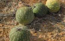 沙漠里可能会见到的西瓜 为啥没有人敢吃？（沙漠西瓜）