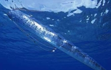 世界上最大的带鱼 鲱王皇带鱼长达15米 (硬骨鱼种类)