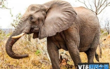 动物界中最记仇的动物 大象记忆力比较强(感性的动物)