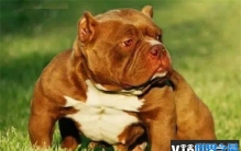 世界上肌肉最发达的狗 美国恶霸犬性格温柔(长相威猛)