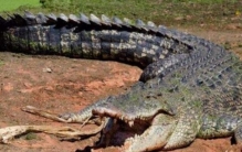 世界上最大的鳄鱼 罗利体长达到了6.17米 (属于咸水鳄)