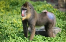 世界上最大的猴子 山魈猴科灵长类动物 (长相奇特)