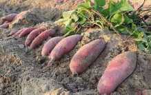 一对父子从菲律宾带回来的植物 居然救了上亿人（朱薯藤）