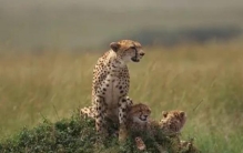 世界上奔跑速度最快的一种生物 猎豹(社会性强)