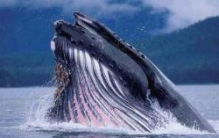 比蓝鲸大100倍的生物，蓝鲸在它身旁就是小虾米