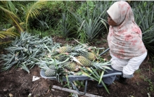 我国当垃圾丢掉的菠萝叶 为啥能在菲律宾变成宝（菠萝叶衣服）