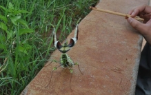 世界上最大最凶的螳螂 非洲绿巨螳螂(体长九厘米)