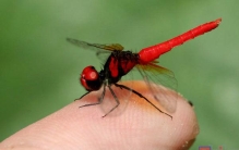 Sbike动植物百科：世界体型最小的各科目昆虫排行，奇妙！（上）