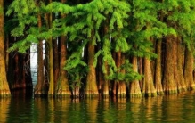 世界上生长最慢的树 尔威兹加树(来自俄罗斯沙漠)