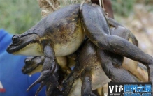 世界上最大的青蛙 非洲巨蛙重3千克长30厘米(婴儿大小)