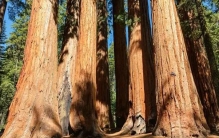 世界上最大的树 巨杉(来自美国加利福尼亚)