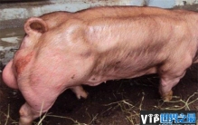 世界上最强壮的猪 杜洛克猪体质比较结实(可以放养)