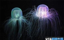 世界上最毒的海洋生物 澳洲方水母(携带剧毒)