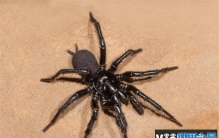 世界上最危险的十大蜘蛛 漏斗蜘蛛毒性最大(在澳大利亚)