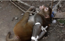 印度把猴子当神非洲把猴子当美食 地位差距这么大？（动物待遇）
